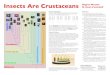 Insects Are Crustaceans Regina Wetzer N. Dean Pentcheffbosch/InsectCrustaceaNHM.pdf · Crustacea includes lobsters, shrimp, crabs, barnacles, and pillbugs. Current Thinking At the
