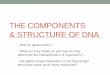 The Components & Structure of DNA...bonds to form nucleic acids or polynucleotide. O O=P-O O Phosphate Group N Nitrogenous base (A, G, C, or T) CH2 O C4 C1 C3 C2 5 Sugar (deoxyribose)