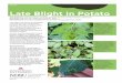 Late Blight in Potato - PP1849 · Late Blight in Potato - PP1849 Author: Andy Robinson Subject: Late blight is caused by the fungus-like comycete pathogen Phytophthora infestans