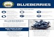 BLUEBERRIES - UGA · Blueberries are one of the few fruits native to North America. Blueberries were originally called “star berries.” The bottom of the berry forms a perfect