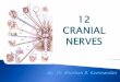 Cranial Nerve I - kcesmjcollege.in nerves-I.pdf · Cranial Nerve II Component: Sensory Function: Vision Opening to the Skull: Optic Canal Origin: Back of the eyeball. Cranial Nerve