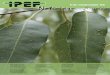 Nº 235 - setembro/outubro - 2015 - IPEFNa foto, percevejo-bronzeado em folhas de eucalipto 4 Formação de pomares do Programa de Melhoramento Florestal 8 PROMAB participa de reunião
