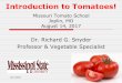 Introduction to Tomatoes! - University of Missouriextension.missouri.edu/greene/documents... · Florida weave is used to support tomato plants in the field. This system eliminates