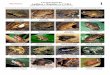 WEB VERSION Anfibios Una guía elemental y Reptiles de CUBA 1 · Una guía elemental Anfibios y Reptiles de CUBA Luis M. Díaz - Museo Nacional de Historia Natural de Cuba 1 Fotos