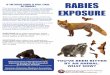 IF THE BITING ANIMAL IS WILD, STRAY, OR UNKNOWN RABIES … · If a bat was discovered in your home and there is a possi-bility that someone was bitten without knowing it, contact