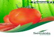 tomatoe firenze copy - Amazon S3...OPV Hybrid tomato Firenze Seed usage per acre 250gm 10,000 seeds Cost of seed Kes* 2,000.00 11,700.00 Yield potential (crates) 200 380 Income (1crate