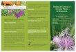 find new purple loosestrife sites on their own. A recent ...knapweed biological control. Spotted knapweed biological control has proven a long-term endeavor – taking up to a decade