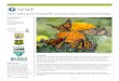 2017 Monarch Butterfly Conservation Fund Grant Slate · 2020-01-21 · breeding, nectaring and migration habitat. The project will use a variety of techniques on public and private