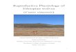 Reproductive Physiology of Ethiopian wolves Canis simensis · 2018-04-22 · Reproductive physiology of Ethiopian wolves, Canis simensis Freya van Kesteren, Queen’s College MSc