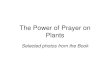 The Power of Prayer on Plants - Quantum …quantum-agri-phils.com/PowerofPrayeronSeedsandPlants.pdfThe Power of Prayer on Plants Selected photos from the Book Does prayer affect plant