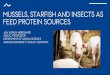 MUSSELS, STARFISH AND INSECTS AS FEED PROTEIN SOURCES · 2019-07-05 · MUSSELS, STARFISH AND INSECTS AS FEED PROTEIN SOURCES. NEW PROTEIN SOURCES JAN VÆRUM NØRGAARD NEW PROTEIN