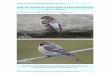 Arctic Redpoll Identification Revisited - Mersey Birders › documents › Arctic-Redpoll-ID-revis… · in Northern Europe eastwards into Siberia, extending from southern Novaya