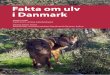 Fakta om ulv i Danmark - Naturhistorisk Museum · let, men i år 2000 var det første gang i ca. 150 år, at et vildt ulvepar ynglede i Tyskland, nemlig i Lausitz-regionen i den østlige
