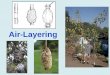Air-Layering - California Rare Fruit Growers, Inc. · • Close the air-layering bag by overlapping the cut sides of the plastic bag and wrapping the twine tightly around the bag