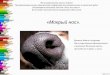 «Мокрый нос».shkola-sarov.ru/d/732295/d/mokryy_nos.pdf · воздух от грязи, бактерий и вирусов. Но самая главная функция