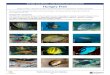 THE REEF AND BEYOND - REEF HABITATS AND ......Use field guides and your field notes when you are back on shore and write down the scientific and common name of each species you have