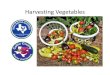 Harvesting Vegetables - Collin County Master Gardeners · Bibliography • Texas Gardening-Vegetables, Dr. Sam Cotner • Texas Fruit and Vegetable Gardening, Greg Grant • The Texas