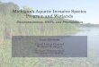 Michigan’s Aquatic Invasive Species Program and Wetlands · Michigan’s Aquatic Invasive Species Program and Wetlands Decontamination, BMPs, and Prioritization Anne Garwood . Great