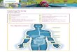 The digestive system - STEM Learning · The digestive system. KS2 Activity sheet 4 The human body Page 2/3 In this activity you will be making a model showing how our digestive system