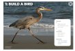 1: BUILD A BIRD - calacademy.org€¦ · 1: BUILD A BIRD Materials A • Build a Bird cards • Bird Identification cards • blank paper C • crayons Loose Items • SAC notebooks
