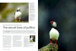 The secret lives of puffins - tutorden.co.uk · The secret lives of puffins GeT The book! This is an extraordinary collection of images of one of the nation’s favourite wildlife