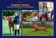Caspian Horses · 2018-06-25 · given to HRH Prince Philip 1974: 3 stallions and 5 mares 1975: 4 stallions and 3 mares 1976: 1 stallion and 6 mares To Australia 1975: 1 stallion