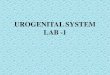 UROGENITAL SYSTEM LAB -1 - JU MedicineUROGENITAL SYSTEM LAB -1. 6 yr old boy, generalized edema, heavy proteinuria. Diagnosis???? Minimal change disease