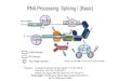 RNA Processing: Splicing I (Basic) - University of Floridaoge.med.ufl.edu/courses/gms 6001/RNA Processing Splicing I - II-c.pdf · RNA-Seq Outline of RNA-Seq procedure. (a) After