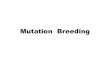 Mutation Breeding - Professor · Mutation breeding scheme for vegetative propagated crop Mutagenic application Cutting back the M1V1 shoot, bud grafting, or in vitro propagation via