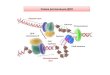 Схема репликации ДНК · 2017-04-15 · Схема репликации ДНК Ведущая цепь ssb‐белки Топоизомераза ДНК‐ полимераза