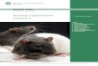 Animal Experiment...5 Animal Experiment Statistics 2. Overall trends in procedures In the calendar year 2017, 3.79 million procedures were performed using living animals subject to