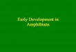 Early Development in Amphibians · 2011-10-27 · Amphibians . Cleavage in Amphibians •Radial, holoblastic •Affected by yolk •First two through ... cleavage, get –Bauchstuck