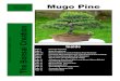 Mugo Pine - indybonsai.orgThe tree of the month was switched to Flowering Japanese Apricot; Prunus mume. This type was a Yabai. The mume needs: ... for pitch hitting for Cameron, and
