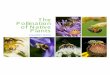 The Pollination of Native Plants › UserFiles › File › 2014 Earth...Overview Types of Insect Pollinators Pollination Access to Floral Resources Flower Features & Attractants Flower