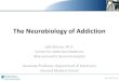 The Neurobiology of Addictionmedia-ns.mghcpd.org.s3.amazonaws.com... · The Neurobiology of Addiction Jodi Gilman, Ph.D. Center for Addiction Medicine Massachusetts General Hospital