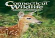 CONNECTICUT DEPARTMENT OF ENERGY AND · PDF file cally. Average birth rate was 1.6 fawns per doe. Forty percent (4) of does gave birth to single fawns, while 60% (6) had twins. As