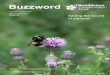 Buzzword - Bumblebee Conservation Trust › wp-content › ... · 2 Yesterday, today and tomorrow 4 12 16 Get in touch Post Bumblebee Conservation Trust, Beta Centre, Stirling University