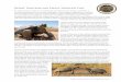 T o r t o i s e One n esert Desert Tortoises and People ... · cold temperatures and so as the ice moved south, so did the tortoises. Even though we are no longer in an ice age, the