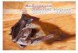 Annual Report 07-08 08rlmdt3aujf4vj3dm - BCI30,000 bats. It should prove especially useful for Mexicanerf e - t a i l e d bats (Tadarida brasiliensis), which form huge colonies and