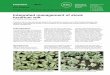 Integrated management of stock fusarium wilt · Pythium species or Rhizoctonia solani. As appropriate management strategies ... 7 Symptoms of sclerotinia rot (Sclerotinia sclerotiorum)