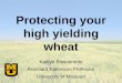 Protecting your high yielding wheat - ILSoyAdvisor · Protecting your high yielding wheat Kaitlyn Bissonnette Assistant ... Folicur or Monsoon Tebuconazole 10.5.1 2011 –2014 Prosaro