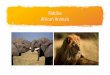 Riddles African Animals - hhin.org · Riddles African Animals . A riddle is a type of poem that works like a puzzle. What am I? I am an animal. You might see me on a safari. I’m