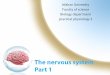An introduction to nervous system · An introduction to nervous system By: shirin Kashfi . Helpful Terms CNS Central Nervous System PNS Peripheral Nervous System Ganglion (ganglia)