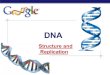 Structure and Replication - Mrs. Baurbaurbiology.weebly.com/uploads/5/5/3/5/55354535/dna... · 2018-08-31 · AP Biology RNA & DNA § RNA u single nucleotide chain § DNA u double