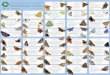 Identification Guide - Butterfly Conservation · butterflies, but there is no hard and fast rule which separates them. In general moths are active at night and butterflies are active