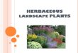 HERBACEOUS LANDSCAPE PLANTS - WSU Extensionextension.wsu.edu/asotin/wp-content/uploads/sites/17/2016/03/... · - Aesthetics: container gardens, curb appeal - Structural: forming flower
