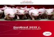DanBred 2019 г. · Выход постного мяса 0.12 0.28 0.11 0.16 1,302 0,21 lp5 (живые поросята на 5й день) 0.38 0.35 0.37 2,631 / 2 0,50 Экстерьер