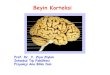 Beyin Korteksi - İstanbul Üniversitesi · Korteksin Foksiyonel alanları • Duysal Alanlar-1.Somatostetikl alan (Postsentral girus, duysal bölge)-1.Visuel alan (Görme, visuel