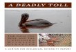 A DeADly Toll - Center for Biological Diversity · Researchers are reporting that carcasses are washing up daily, and that half of the dead animals are stillborn or dead infant dolphins
