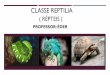 CLASSE REPTILIA ( RÉPTEIS ) · CLASSE REPTILIA ( RÉPTEIS ) Author: Carla Created Date: 3/29/2020 9:21:58 PM 